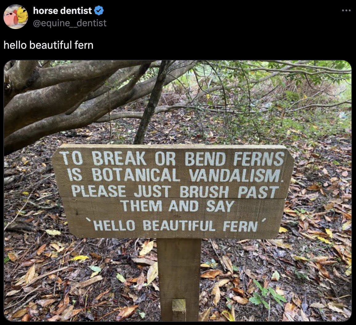 Fern - horse dentist hello beautiful fern To Break Or Bend Ferns Is Botanical Vandalism. Please Just Brush Past Them And Say Hello Beautiful Fern